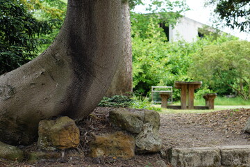 big tree, trunk, picnic table, sitting area, garden, greenhouse, glasshouse, cambridge botanic garden, nature, flower, tropical plant, patterns, abstract, uk, may 2025