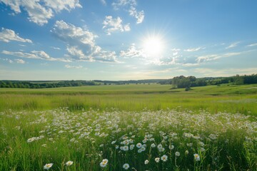 Summer meadow with white daisies under clear blue sky and bright sun