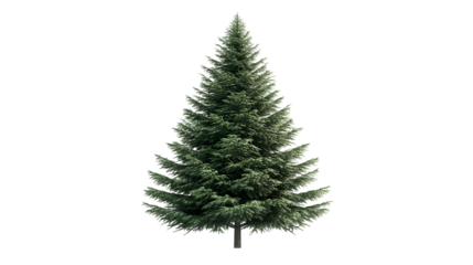 Green Christmas fir tree isolated on a white background.