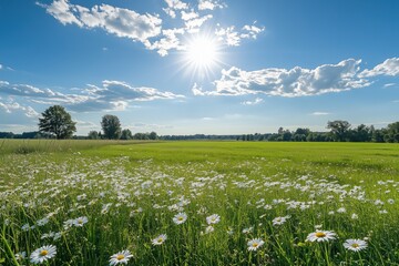 Bright sunny meadow full of daisies under clear blue summer sky landscape