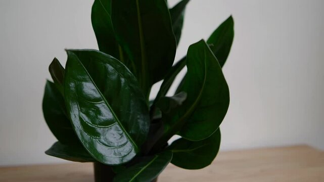 Emerald Embrace: a lush, healthy ZZ plant, its glossy emerald leaves radiating vitality. capturing the serenity of nature, with a simple, clean aesthetic.