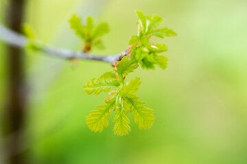 Oak tree branch with small young leaves. Selective focus.