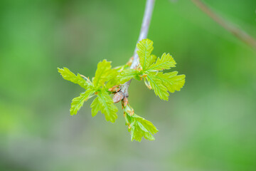 Oak tree branch with small young leaves. Selective focus.