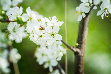 Beautiful blooming cherry tree in the garden. Selective focus.
