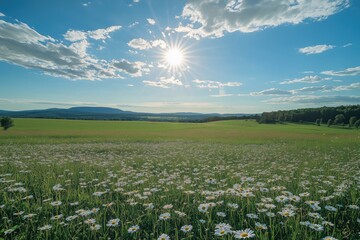 Wide green meadow with white wildflowers and shining summer sun