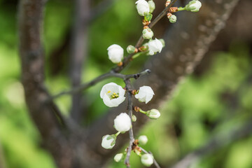 Beautiful blooming cherry tree in the garden. Selective focus.
