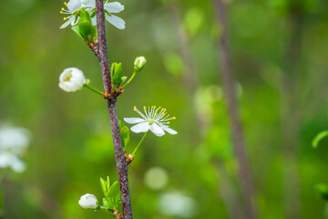 Beautiful blooming cherry tree in the garden. Selective focus.
