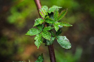 Small blackberry bush leaves with water drops in the garden. Selective focus.