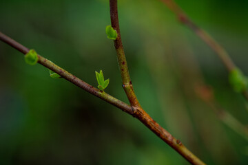 Blueberry bush leaves with new leaves in the garden. Selective focus.