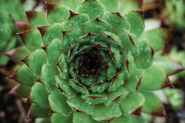Green and juicy outdoor succulent plants (Sempervivum tectorum) in the garden. Selective focus. 