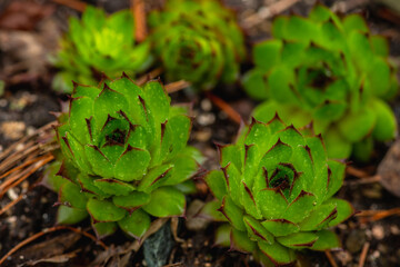 Green and juicy outdoor succulent plants (Sempervivum tectorum) in the garden. Selective focus. 