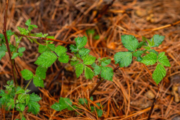 Small blackberry bush leaves with water drops in the garden. Selective focus.