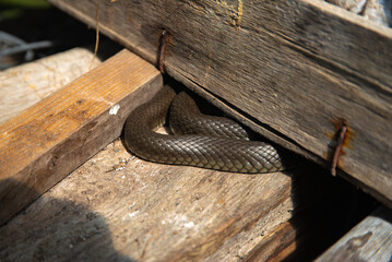 A snake is coiled and hiding between old wooden planks in sunlight, partially obscured and blending with the rustic environment.