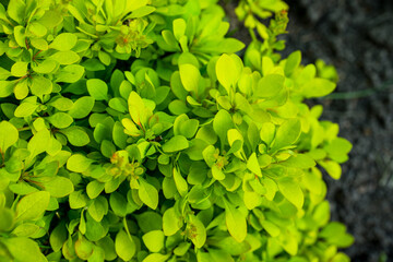Barberry bush with new leaves in the garden. Selective focus. Shallow depth of field.