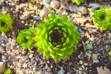 Green and juicy outdoor succulent plants (Sempervivum tectorum) in the garden. Selective focus. 