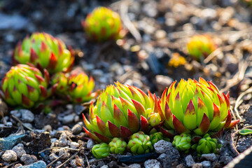 Green and juicy outdoor succulent plants (Sempervivum globiferum) in the garden. Selective focus.