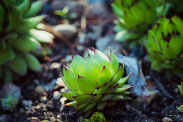 Green and juicy outdoor succulent plants (Sempervivum tectorum) in the garden. Selective focus. 