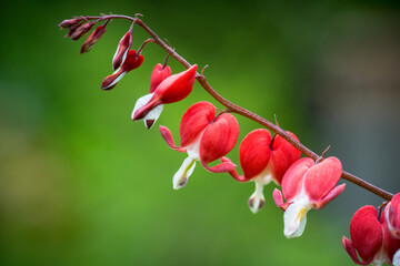 Bleeding heart flowers (Dicentra spectabils) blooming in the garden. Selective focus. Shallow depth...