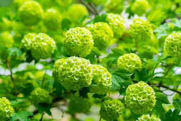 Guelder rose (viburnum opulus) green blossom branches. Selective focus. 