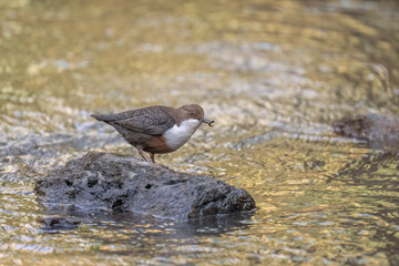 Dipper on a stone in a river with a worm in its beak, close up