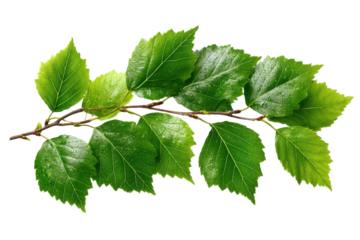 A Branch of Life: A vibrant branch with lush green leaves, symbolizing growth and the freshness of nature. An ideal visual for conveying natural beauty and ecological themes.