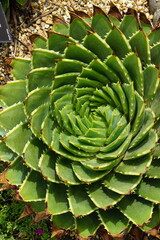 aloe polyphylla, spiral aloe, aloe vera, cambridge botanic garden, nature, succulent, flower, tropical plant, patterns, abstract, aloe in bloom, blooming aloe