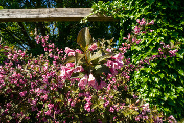 The Old Fashioned Weigela, scientifically known as Weigela florida, is a deciduous shrub celebrated for its showy, trumpet-shaped flowers, typically pink but also available in white and red. 