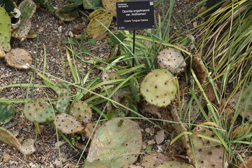 cow's tongue cactus, opuntia, cactus, succulent, glasshouse, greenhouse, purple, iris, purple iris, flower garden, summer garden, cambridge botanic gardens, flowers