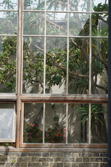 greenhouse, glasshouse, cambridge botanic garden, nature, succulent, flower, tropical plant, patterns, abstract, uk, may 2025
