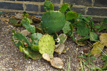 cow's tongue cactus, opuntia, cactus, succulent, glasshouse, greenhouse, purple, iris, purple iris, flower garden, summer garden, cambridge botanic gardens, flowers