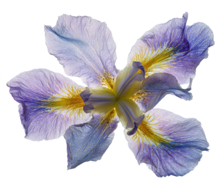Stunning Close-Up of a Delicate Purple and Yellow Iris Flower