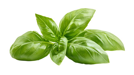 Obraz premium Fresh Green Basil Leaves on White Background