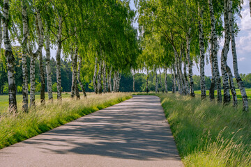 Fototapeta premium Scenic tree-lined asphalt road in summer, surrounded by tall birch trees and green fields under clear blue sky. Peaceful countryside atmosphere perfect for travel or relaxation themes