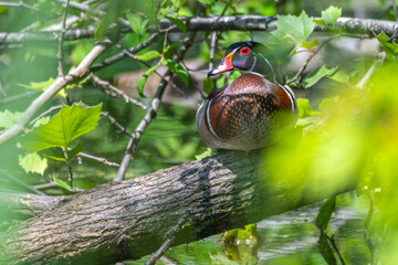 Male wood duck perched on a tree branch.