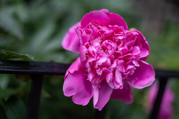 pink peony flower in the garden