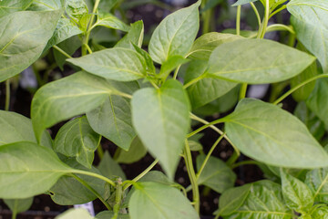 close up of basil plant leaves
