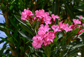 Pink Oleander Flowers Blooming in Cyprus Garden