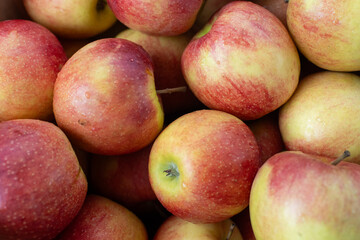 Jonagol apples on farmers market