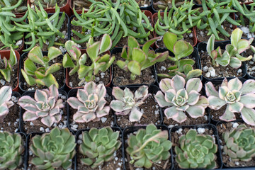 Young succulent plants at the market