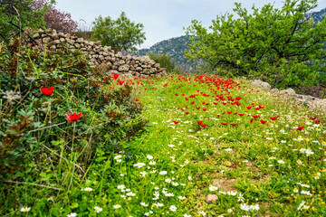 Blooming Wildflower Meadow with Stone Wall