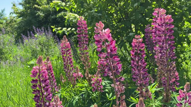 Garden lupin lupinus polyphyllus bigleaf lupine in meadow.