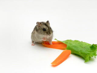 Cute little hamster eating carrots and lettuce