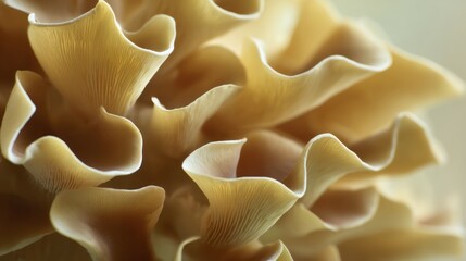 Close-up of ruffled light brown fungus with white edges against a blurred background.