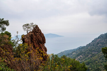 Lone Tree on Volcanic Cliff at Kameno Vouno