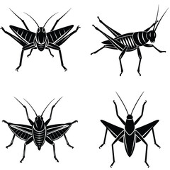 Close-up macro of isolated small brown and black insect and spider silhouettes with detailed wings and antennae