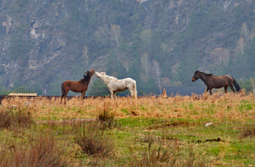 Russia. Western Siberia, Altai Mountains. Two horses are making themselves agreeable in a mountain pasture.