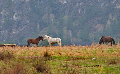 Russia. Western Siberia, Altai Mountains. Two horses are making themselves agreeable in a mountain pasture.