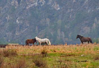 Russia. Western Siberia, Altai Mountains. Two horses are making themselves agreeable in a mountain pasture.
