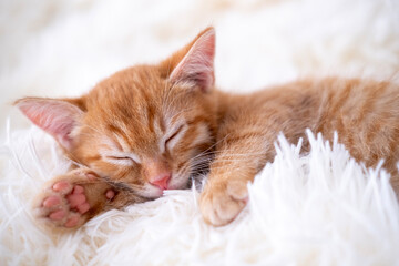 Cute funny cat playing