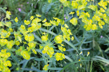 Bright yellow wildflowers in full bloom on a spring day in the Alborz mountains, Iran, with a...